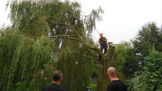 rooien van treurwilgen in de Reeshof Tilburg